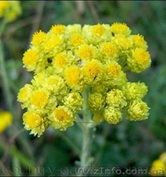 Продам саженцы Бессмертник и много других растений (опт от 1000 грн) - <ro>Изображение</ro><ru>Изображение</ru> #8, <ru>Объявление</ru> #1562586