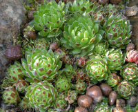 Продам почвопокровник Каменную розу (Молодило) и много других растений - <ro>Изображение</ro><ru>Изображение</ru> #2, <ru>Объявление</ru> #1562961