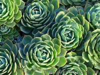 Продам почвопокровник Каменную розу (Молодило) и много других растений - <ro>Изображение</ro><ru>Изображение</ru> #4, <ru>Объявление</ru> #1562961