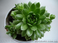 Продам почвопокровник Каменную розу (Молодило) и много других растений - <ro>Изображение</ro><ru>Изображение</ru> #5, <ru>Объявление</ru> #1562961