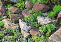 Продам почвопокровник Каменную розу (Молодило) и много других растений - <ro>Изображение</ro><ru>Изображение</ru> #7, <ru>Объявление</ru> #1562961