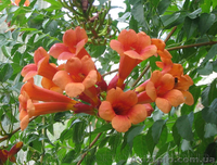 Продам корни Кампсиса имного других растений (опт от 1000 грн). - <ro>Изображение</ro><ru>Изображение</ru> #2, <ru>Объявление</ru> #1562963