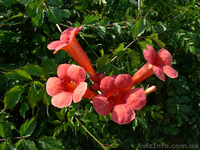 Продам корни Кампсиса имного других растений (опт от 1000 грн). - <ro>Изображение</ro><ru>Изображение</ru> #3, <ru>Объявление</ru> #1562963