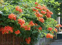 Продам корни Кампсиса имного других растений (опт от 1000 грн). - <ro>Изображение</ro><ru>Изображение</ru> #5, <ru>Объявление</ru> #1562963