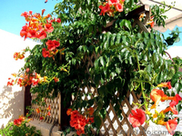 Продам корни Кампсиса имного других растений (опт от 1000 грн). - <ro>Изображение</ro><ru>Изображение</ru> #6, <ru>Объявление</ru> #1562963