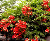 Продам корни Кампсиса имного других растений (опт от 1000 грн). - <ro>Изображение</ro><ru>Изображение</ru> #7, <ru>Объявление</ru> #1562963