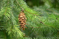 Продам саженцы Кедра и много других растений (опт от 1000 грн). - <ro>Изображение</ro><ru>Изображение</ru> #5, <ru>Объявление</ru> #1562966