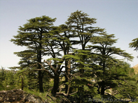 Продам саженцы Кедра и много других растений (опт от 1000 грн). - <ro>Изображение</ro><ru>Изображение</ru> #6, <ru>Объявление</ru> #1562966