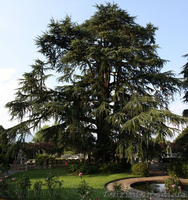 Продам саженцы Кедра и много других растений (опт от 1000 грн). - <ro>Изображение</ro><ru>Изображение</ru> #7, <ru>Объявление</ru> #1562966