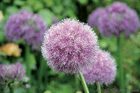 Продам луковицы Луки Раннецветущие и много других растений (опт от 1000 грн) - <ro>Изображение</ro><ru>Изображение</ru> #3, <ru>Объявление</ru> #1563291