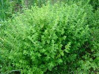 Продам деленки Мяты и много других растений (опт от 1000 грн) - <ro>Изображение</ro><ru>Изображение</ru> #4, <ru>Объявление</ru> #1564262