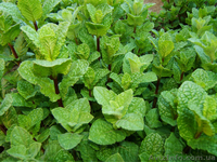 Продам деленки Мяты и много других растений (опт от 1000 грн) - <ro>Изображение</ro><ru>Изображение</ru> #6, <ru>Объявление</ru> #1564262