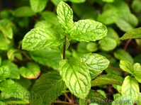 Продам деленки Мяты и много других растений (опт от 1000 грн) - <ro>Изображение</ro><ru>Изображение</ru> #7, <ru>Объявление</ru> #1564262