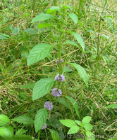 Продам деленки Мяты и много других растений (опт от 1000 грн) - <ro>Изображение</ro><ru>Изображение</ru> #8, <ru>Объявление</ru> #1564262