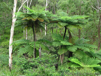 Продам Папоротник (Древовидный) и много других растений (опт от 1000 грн) - <ro>Изображение</ro><ru>Изображение</ru> #1, <ru>Объявление</ru> #1564297