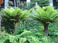 Продам Папоротник (Древовидный) и много других растений (опт от 1000 грн) - <ro>Изображение</ro><ru>Изображение</ru> #4, <ru>Объявление</ru> #1564297