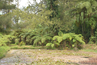 Продам Папоротник (Древовидный) и много других растений (опт от 1000 грн) - <ro>Изображение</ro><ru>Изображение</ru> #5, <ru>Объявление</ru> #1564297