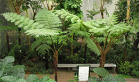 Продам Папоротник (Древовидный) и много других растений (опт от 1000 грн) - <ro>Изображение</ro><ru>Изображение</ru> #8, <ru>Объявление</ru> #1564297