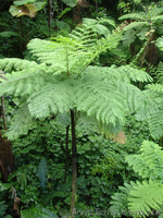 Продам Папоротник (Древовидный) и много других растений (опт от 1000 грн) - <ro>Изображение</ro><ru>Изображение</ru> #9, <ru>Объявление</ru> #1564297