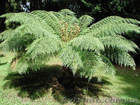 Продам Папоротник (Древовидный) и много других растений (опт от 1000 грн) - <ro>Изображение</ro><ru>Изображение</ru> #10, <ru>Объявление</ru> #1564297
