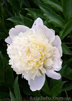 Продам саженцы Пиона и много других растений (опт от 1000 грн).  - <ro>Изображение</ro><ru>Изображение</ru> #2, <ru>Объявление</ru> #1564310