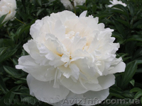 Продам саженцы Пиона и много других растений (опт от 1000 грн).  - <ro>Изображение</ro><ru>Изображение</ru> #3, <ru>Объявление</ru> #1564310