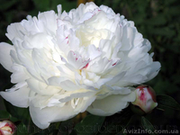 Продам саженцы Пиона и много других растений (опт от 1000 грн).  - <ro>Изображение</ro><ru>Изображение</ru> #5, <ru>Объявление</ru> #1564310