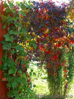 Продам саженцы Дикий Виноград (Девичий виноград) и много других растений - <ro>Изображение</ro><ru>Изображение</ru> #1, <ru>Объявление</ru> #1562819