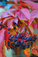 Продам саженцы Дикий Виноград (Девичий виноград) и много других растений - <ro>Изображение</ro><ru>Изображение</ru> #2, <ru>Объявление</ru> #1562819