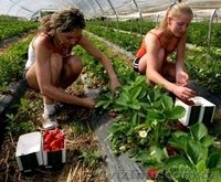 Работа в Португалии для мужчин и женщин! - <ro>Изображение</ro><ru>Изображение</ru> #1, <ru>Объявление</ru> #1579992