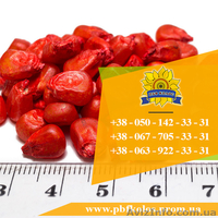 Семена кукурузы / Насіння кукурудзи Дніпровський 181 СВ від ПБФ «Колос» - <ro>Изображение</ro><ru>Изображение</ru> #3, <ru>Объявление</ru> #1632334