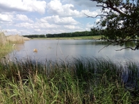 Пруд, ставок ( каскад прудов 8 и 5 Га ) - <ro>Изображение</ro><ru>Изображение</ru> #3, <ru>Объявление</ru> #1677539