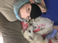 Услуги Ветеринара на дом  - <ro>Изображение</ro><ru>Изображение</ru> #3, <ru>Объявление</ru> #1715639