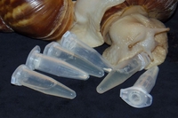 Achaslim — универсальный природный продукт для комплексного ухода за кожей - <ro>Изображение</ro><ru>Изображение</ru> #1, <ru>Объявление</ru> #1571431