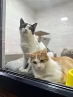 Ветклініка "SOS" - доступна допомога тваринам! - <ro>Изображение</ro><ru>Изображение</ru> #1, <ru>Объявление</ru> #1751770