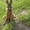 щенки бельгийской овчарки малинуа - <ro>Изображение</ro><ru>Изображение</ru> #3, <ru>Объявление</ru> #582314