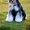 щенки цвергшнауцера, самая маленькая служебная собака - <ro>Изображение</ro><ru>Изображение</ru> #3, <ru>Объявление</ru> #361767