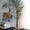 Продам 20 летнюю финиковую пальму. - <ro>Изображение</ro><ru>Изображение</ru> #2, <ru>Объявление</ru> #6207