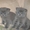 Плюшевые котята (scottish straight & scottish fold) #18208
