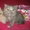 ЭКЗОТЫ экзотические короткошерстные персы котята #14316