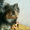 Продам щенка йоркширского терьера, Харьков - <ro>Изображение</ro><ru>Изображение</ru> #2, <ru>Объявление</ru> #13110