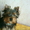 Продам щенка йоркширского терьера, Харьков - <ro>Изображение</ro><ru>Изображение</ru> #3, <ru>Объявление</ru> #13110