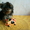 Продам щенка йоркширского терьера, Харьков - <ro>Изображение</ro><ru>Изображение</ru> #4, <ru>Объявление</ru> #13110