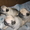 Продам очаровательного щенка мопса - <ro>Изображение</ro><ru>Изображение</ru> #3, <ru>Объявление</ru> #30129