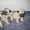 Продам очаровательного щенка мопса - <ro>Изображение</ro><ru>Изображение</ru> #1, <ru>Объявление</ru> #30129
