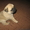 Продам очаровательного щенка мопса - <ro>Изображение</ro><ru>Изображение</ru> #4, <ru>Объявление</ru> #30129