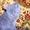 продам котенка скотиш-страйта - <ro>Изображение</ro><ru>Изображение</ru> #2, <ru>Объявление</ru> #28749
