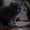 Персидские котята - <ro>Изображение</ro><ru>Изображение</ru> #4, <ru>Объявление</ru> #42037