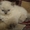 Персидские котята - <ro>Изображение</ro><ru>Изображение</ru> #2, <ru>Объявление</ru> #42037