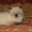 Персидские котята - <ro>Изображение</ro><ru>Изображение</ru> #5, <ru>Объявление</ru> #42037